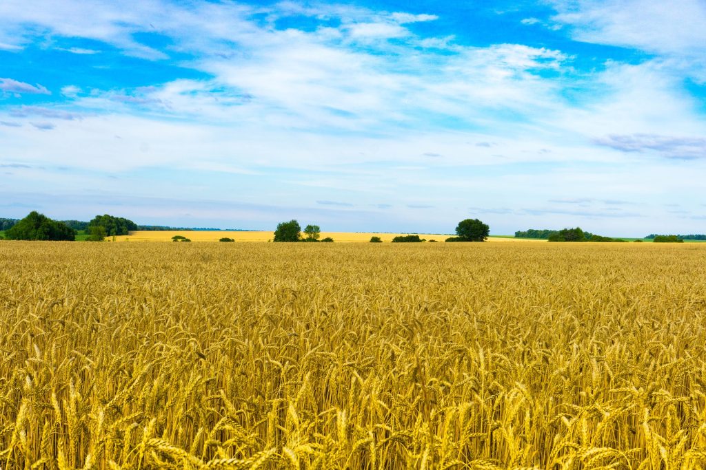 Congratulations on Independence Day of Ukraine!